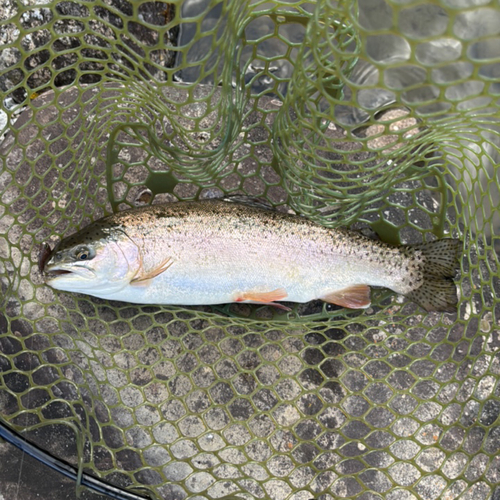 ニジマスの釣果