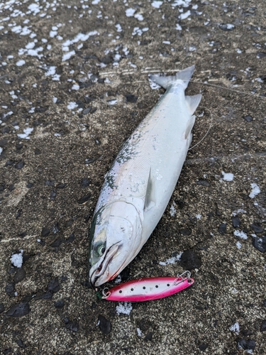 サクラマスの釣果