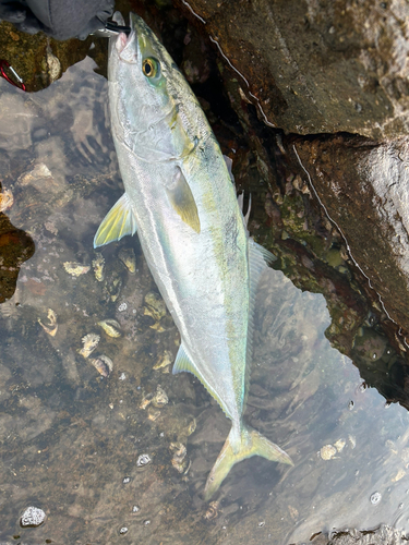 ブリの釣果