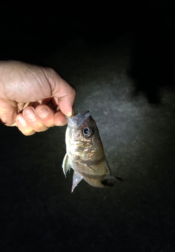 ヨコスジイシモチの釣果