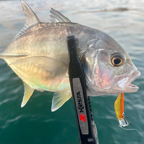 ロウニンアジの釣果