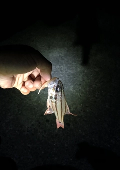 オオスジイシモチの釣果