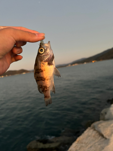 メバルの釣果