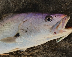 オオニベの釣果