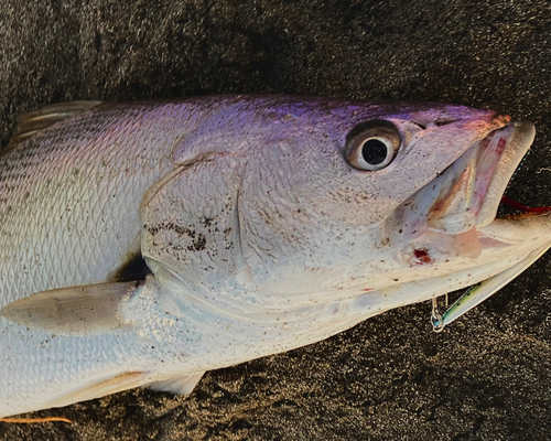 オオニベの釣果