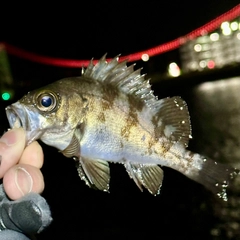 シロメバルの釣果