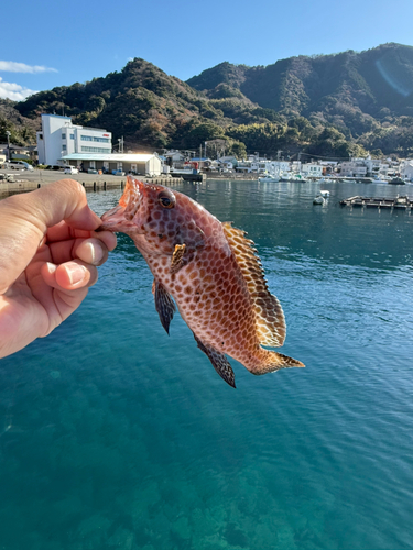 オオモンハタの釣果