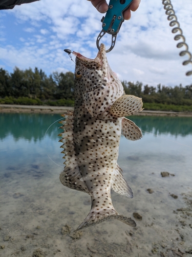 チャイロマルハタの釣果