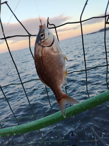 ウミタナゴの釣果