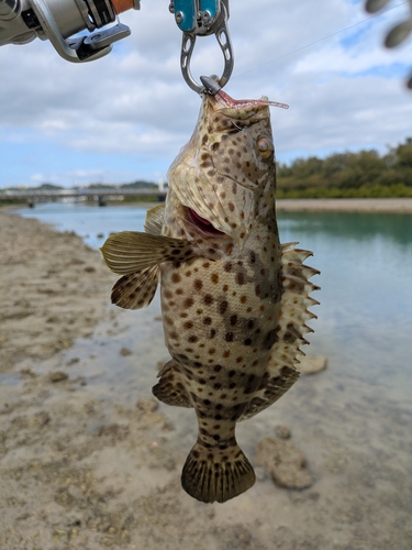 チャイロマルハタの釣果