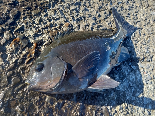 クチブトグレの釣果