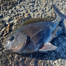 クチブトグレ