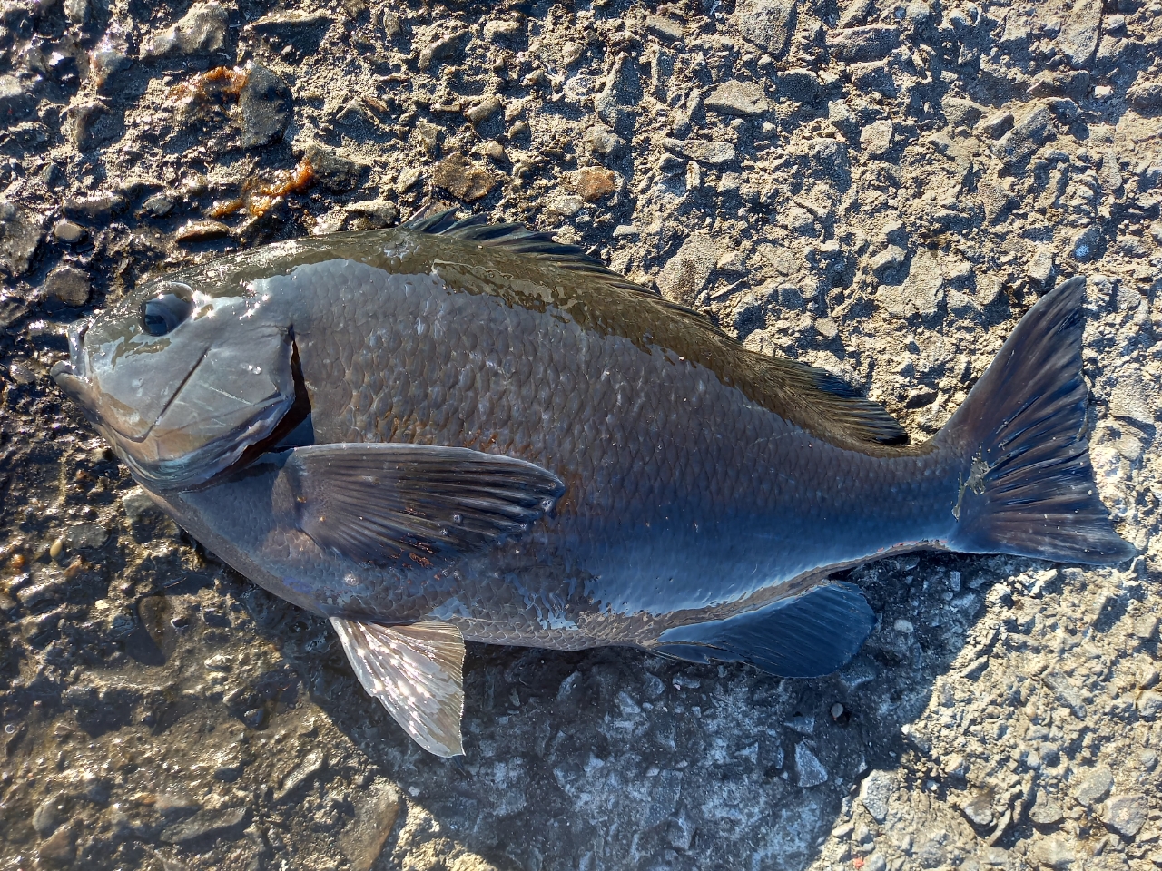 クチブトグレ