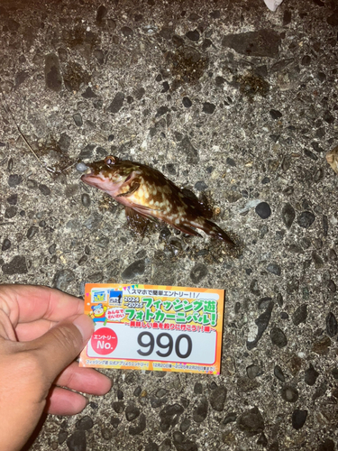 カサゴの釣果