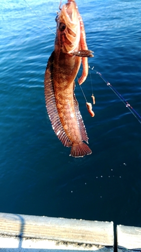 ムスジガジの釣果