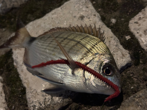 ホワイトシーブリームの釣果