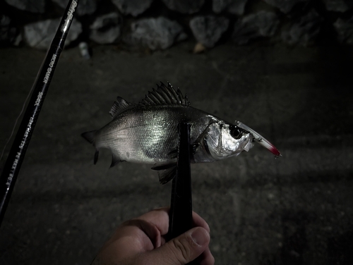 セイゴ（ヒラスズキ）の釣果