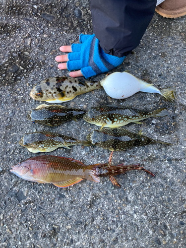 タカノハの釣果