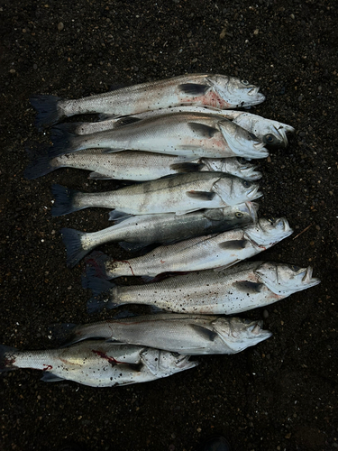 スズキの釣果