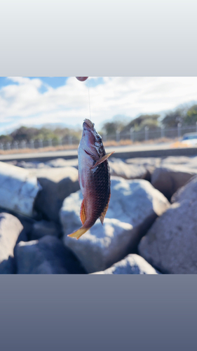 ベラの釣果