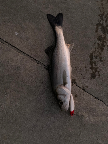 セイゴ（マルスズキ）の釣果