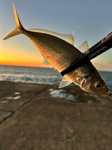 マアジの釣果