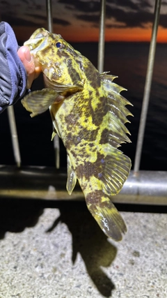 タケノコメバルの釣果