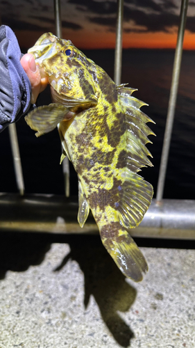 タケノコメバルの釣果