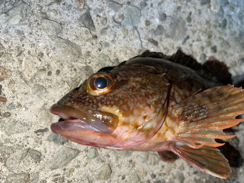 ガシラの釣果