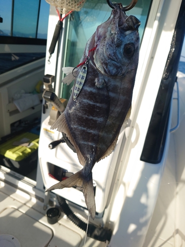 オキアジの釣果