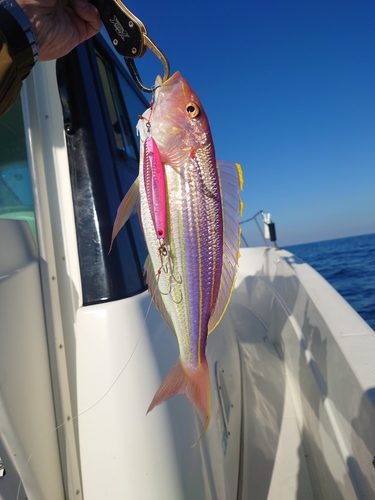 イトヨリダイの釣果