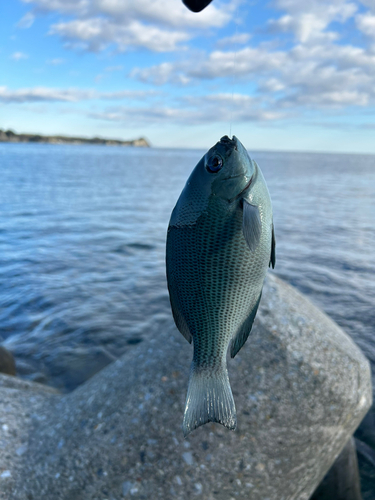 メジナの釣果