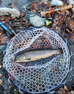 トラウトの釣果