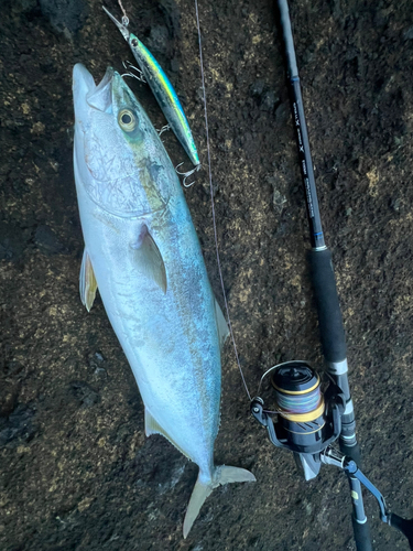 イナダの釣果