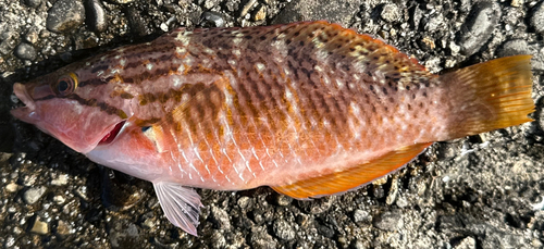 アカササノハベラの釣果