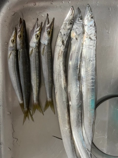 タチウオの釣果