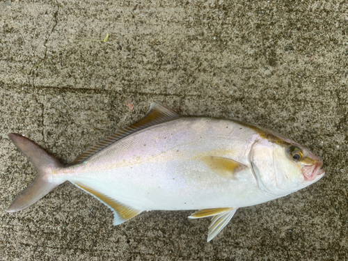 シオの釣果