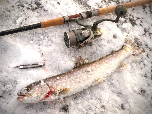 アメマスの釣果