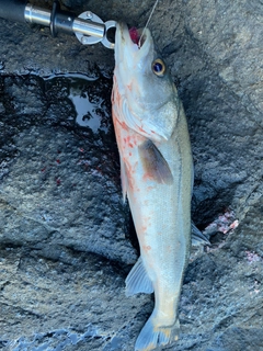 スズキの釣果