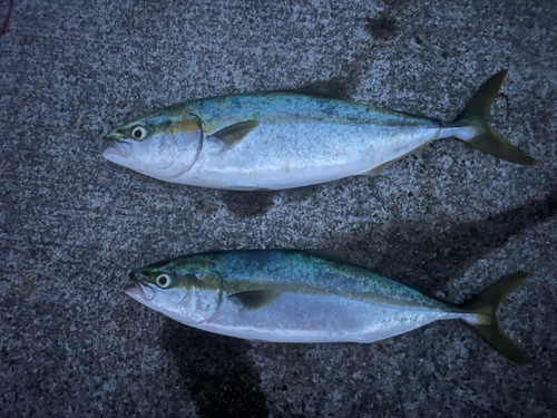 ハマチの釣果