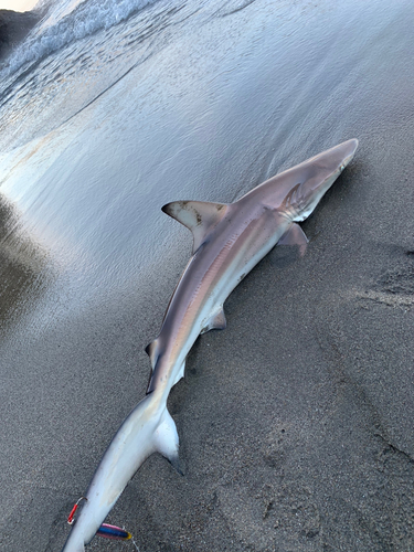 サメの釣果