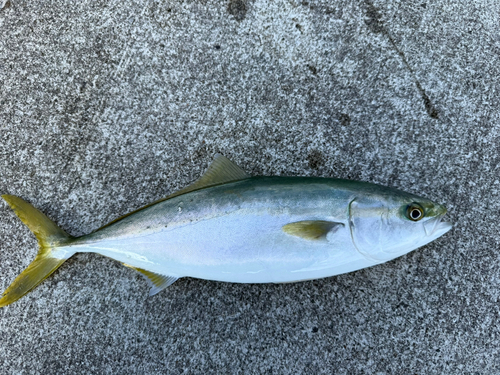 ハマチの釣果