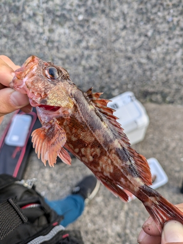 アラカブの釣果