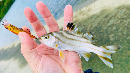 コトヒキの釣果