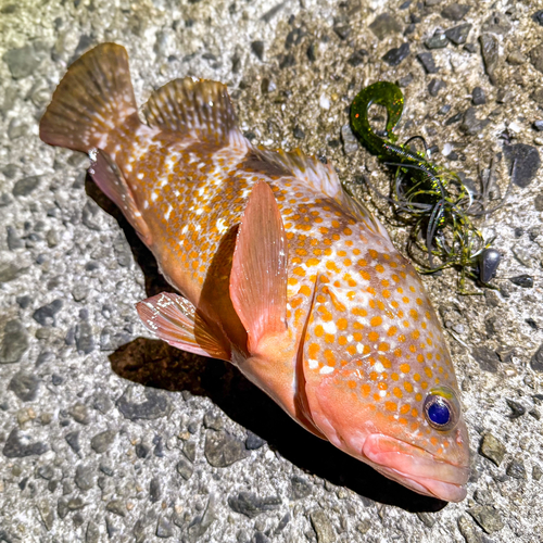 アコウの釣果