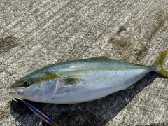 ハマチの釣果