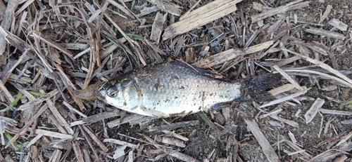 ギンブナの釣果