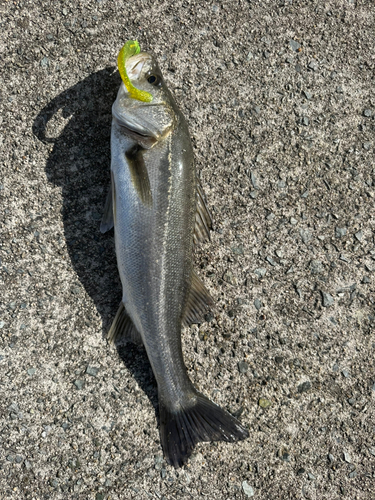 セイゴ（ヒラスズキ）の釣果