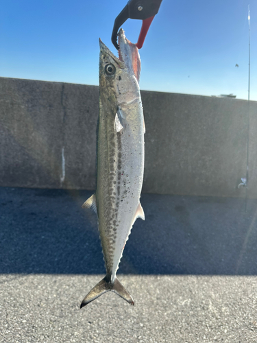 サゴシの釣果