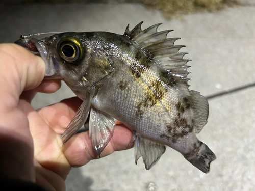 メバルの釣果